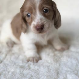 Truffles - Dapple female Dachshund puppy in Duncanville, Alabama from Bear Creek Dachshunds