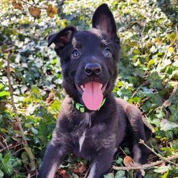 Avacado Female - Bi-color female German Shepherd puppy in Harwood, Maryland from Reddington Shepherds