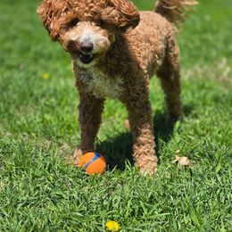 Goldendoodle and Poodle Puppies from French Creek Doodles