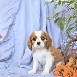 Krystyana - Blenheim female Cavalier King Charles Spaniel puppy in Sacramento, California from Blueberry Hill Cavaliers