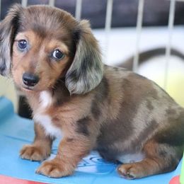 Dachshunds from Texas Top Doxies