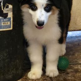 Peter - Black tri-color male Australian Shepherd puppy in Princeton, West Virginia from Nana's Wild and Wonderful Aussies