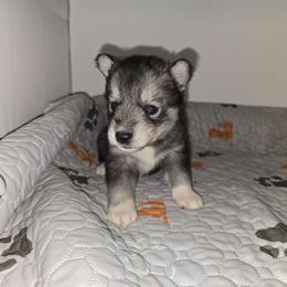 Cuddles - Agouti and white female Siberian Husky puppy in Kansas City, Missouri from Anuun's Huskies