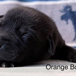 Orange Boy - Black male Labrador Retriever puppy in Lincoln, Nebraska from Labrador Retriever Breedings