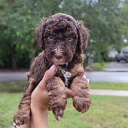 Tahoe (Red Collar) - Tri-color male Bernedoodle puppy in Palmetto Bay, Florida from SOMIDOODLES