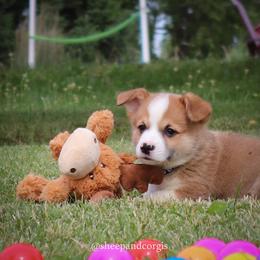 Angus - Sable male Pembroke Welsh Corgi puppy in Wever, Iowa from Sheep and Corgis