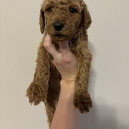 Poodle Puppies from Lady Mae's Standard Poodles