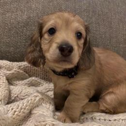 Scooter - Blue - Cream male Dachshund puppy in Mesa, Arizona from Ruby Desert Doxies