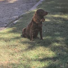Boykin Spaniel and English Springer Spaniel All Grown Up from 31 Pines Springers & Retrievers