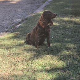 Boykin Spaniel and English Springer Spaniel All Grown Up from 31 Pines Springers & Retrievers