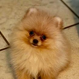 Jazz - Pomeranian