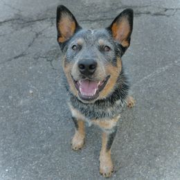 Australian Cattle Dogs from BoardCamp Kennels-AKC Australian Cattle Dogs