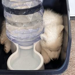 "D J 10 weeks " Samoyed Puppies from Calista Samoyeds
