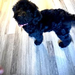 Aspen - Black female Bernedoodle puppy in Yarnell, Arizona from Boulder Mountain Doodles