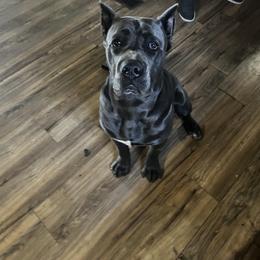 Cane Corso Puppies from Top Gun Kennels NM