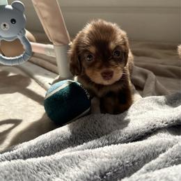 Colter - Chocolate and cream male Dachshund puppy in San Diego, California from Enchanted little dachshunds