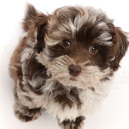 Cockapoo puppies from Route 66 Poodles & Doodles, Sapphire Shih-tzu's of Ohio