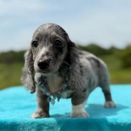 Troy - Dapple male Dachshund puppy in Lincoln, Arkansas from Red Dirt Dachshunds