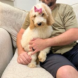 Lizzie - Tri-color female Australian Labradoodle puppy in Leonard, Texas from Laird Farms