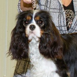 Misia - Cavalier King Charles Spaniel