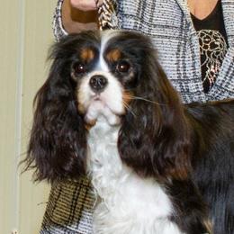 Misia - Cavalier King Charles Spaniel