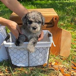 Sheepadoodle Puppies from Primrose Cottage Puppies