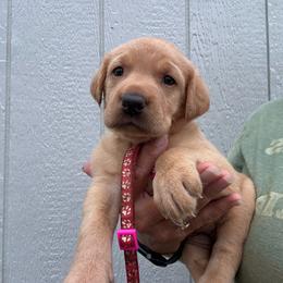 Pink - Yellow female Labrador Retriever puppy in Newton Grove, North Carolina from Wayalife Labradors & Gsp’s