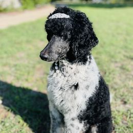 Margaux - Poodle