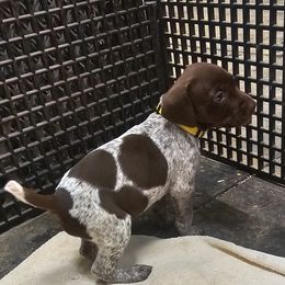 Girl 3 - German Shorthaired Pointer puppy in Henderson, Texas from C4 Gun Dogs