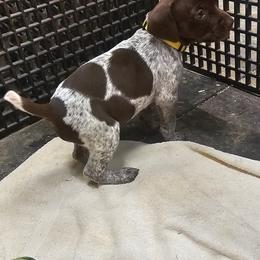 Girl 3 - German Shorthaired Pointer puppy in Henderson, Texas from C4 Gun Dogs
