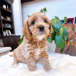 Princess Leia - Buff and white female Cockapoo puppy in Brownsboro, Texas from Fresh Mojo Farms&Paws
