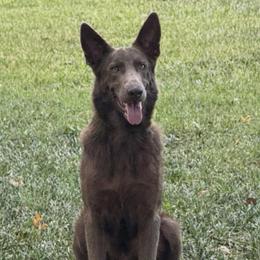 Princeton - German Shepherd