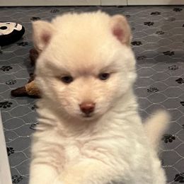 Girl 1 - White female Pomsky puppy in Sacramento, California from 916 Pomskies