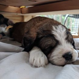 Bernedoodle Puppies from Bernedoodles of the Ozarks