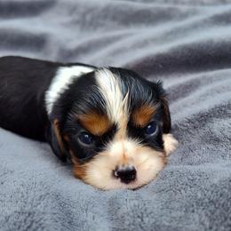 Luke - Tri-color male Cavalier King Charles Spaniel puppy in Soddy Daisy, Tennessee from Cocoa Cavaliers