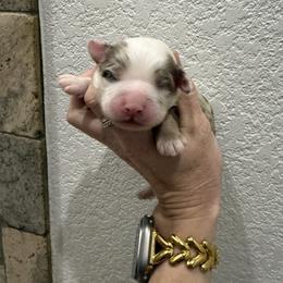 Girl 1 - Merle female Cavapoo puppy in Fayetteville, Arkansas from Silver Hill Farm