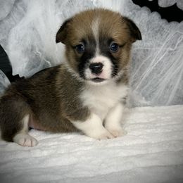 Boy 5 - Sable male Pembroke Welsh Corgi puppy in Surprise, Arizona from Ruff and Rowdy Corgis