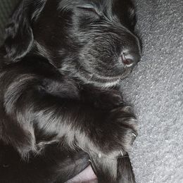 Dachshund Puppies from Mini Dachshund Loves