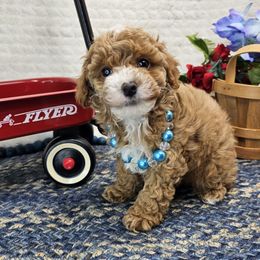Snoopy - Red  male Poodle puppy in Brighton, Missouri from Martin's Heart Poodles