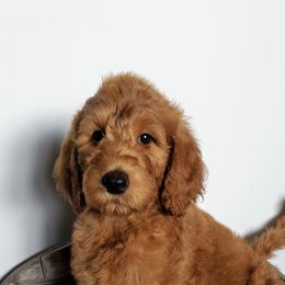 Goldendoodle Puppies from Angel's Doodles