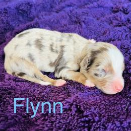 Flynn - Red merle male Australian Shepherd puppy in Charlotte, North Carolina from Awesome Aussies