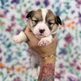 Gherkin - Red female Pembroke Welsh Corgi puppy in Columbia, Tennessee from Wiggle B Ranch Corgis