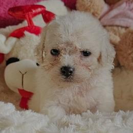 Australian Shepherds and Bichon Frises from Beautiful Babies