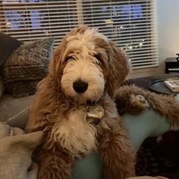 Assorted Doodle Crosses, Bernedoodle, Goldendoodle, and Labradoodle All Grown Up from Erica’s Doodles