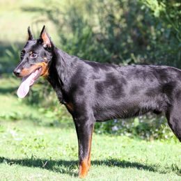 Adalwolf - 5350 - Black and rust male Beauceron puppy in Rockwall, Texas from Elitehaus