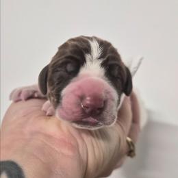 Washington - White and chestnut male Bracco Italiano puppy in Silver Summit, Utah from Snow Peak Kennel