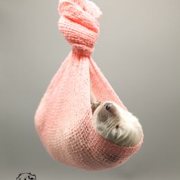 Golden Retriever Puppies from Gravitas Golden Retrievers