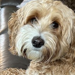 Butternut or "Nutty" - Australian Labradoodle
