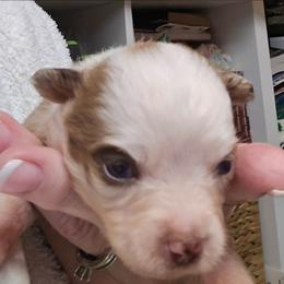 Zoie - Red merle female Toy Australian Shepherd puppy in Windom, Texas from Wild Farm Puppies