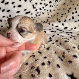 Cora - Fawn female Chihuahua puppy in Canton, Ohio from Elysium Fields Chihuahuas